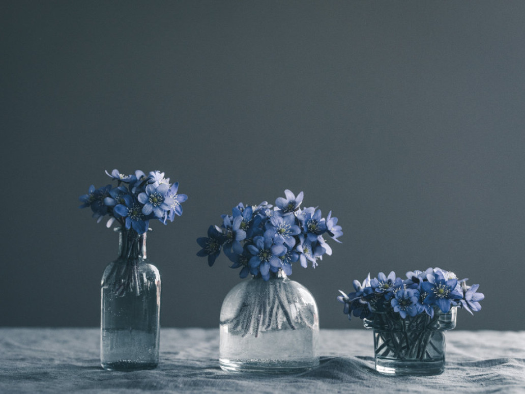 Blue flowers in their pots