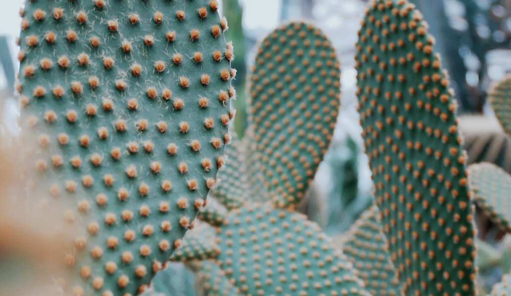 A green cactus