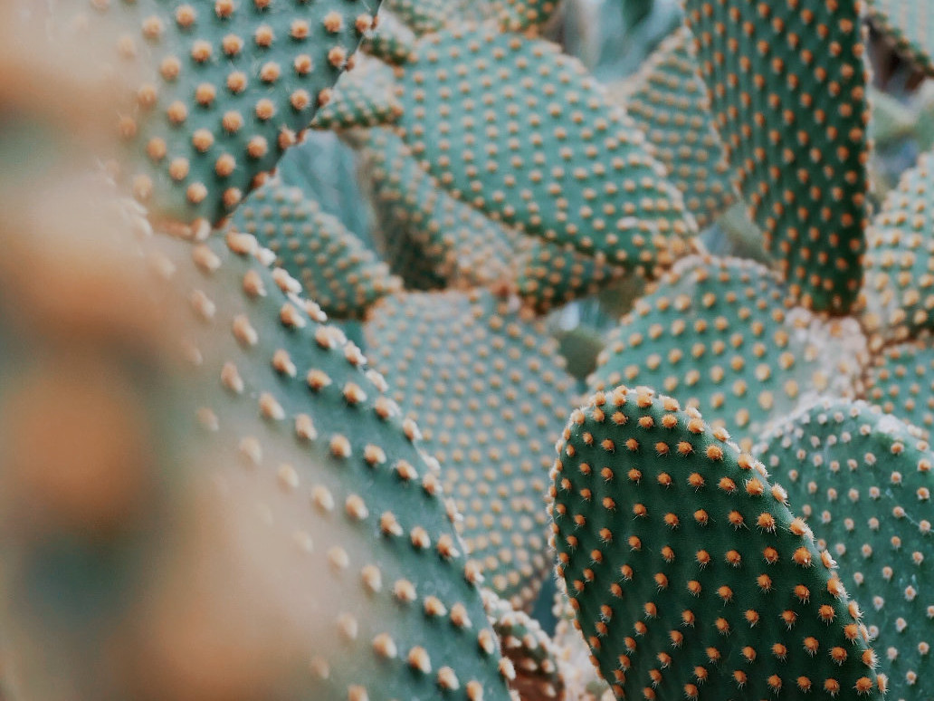 A green cactus