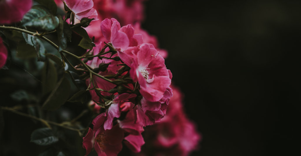 Beatiful pink flowers
