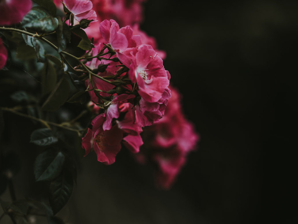 Beatiful pink flowers