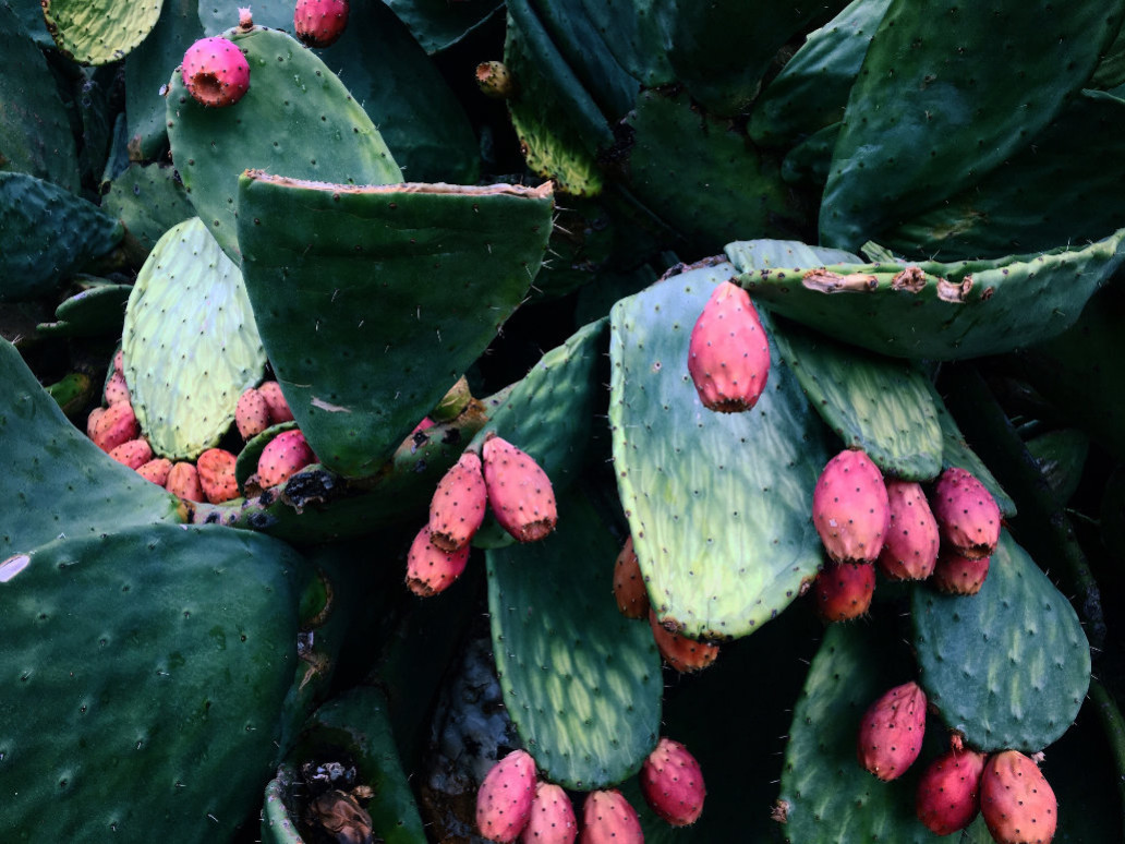 Cactus with pink leaves