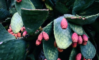 Cactus with pink leaves