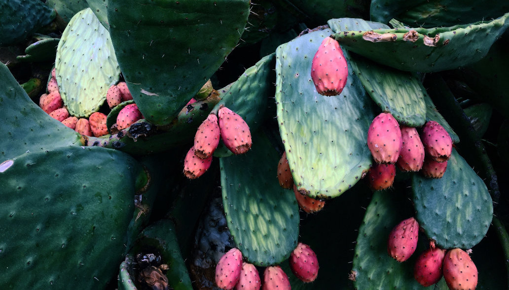 Cactus with pink leaves